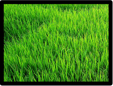 Green Grass, Lawn Care in Ashland, VA